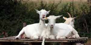 goats laughing | pixabay